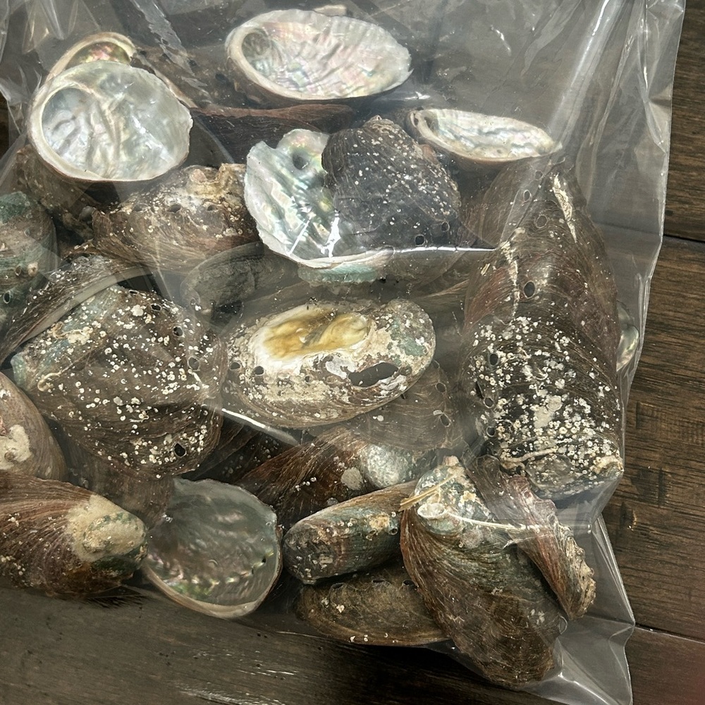Natural Abalone Shells Collection - Picture 4 of 6